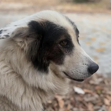 Pitsoni