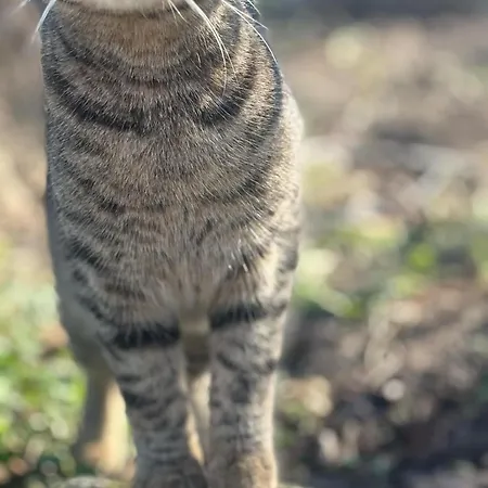 Pitsoni Campsite Sykia Chalkidikis