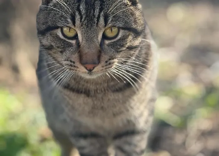 Pitsoni Sykia Chalkidikis