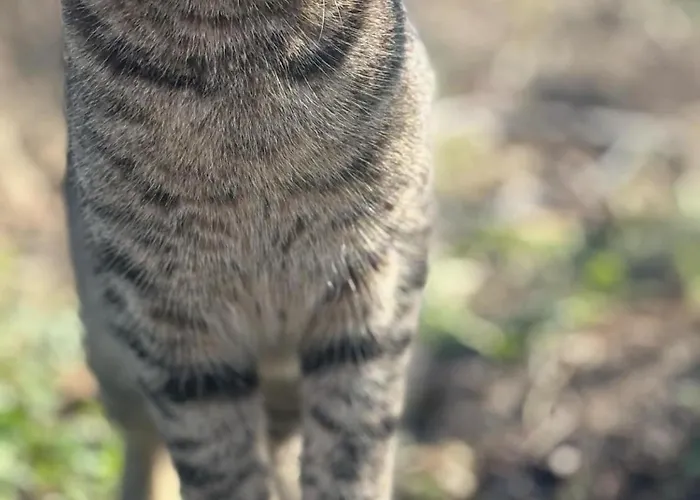 Pitsoni Camping Sykia Chalkidikis